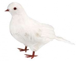 Bílá holubička